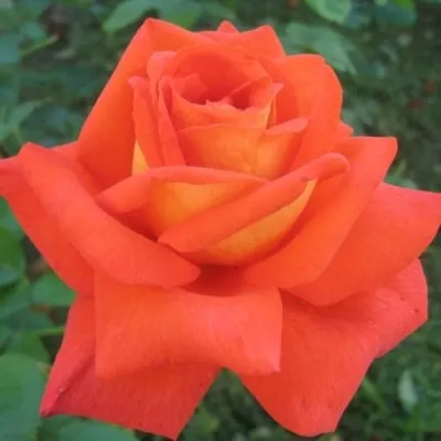 Саженцы роз ЛОВЕРС МИТИНГ чайно-гибридная — описание сорта Саженцы роз ЛОВЕРС МИТИНГ чайно-гибридная в Москве