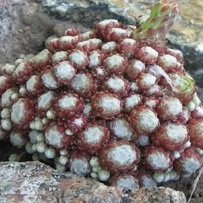 Молодило ГНАФАЛИУМ  Молодило ГНАФАЛИУМ в Москве