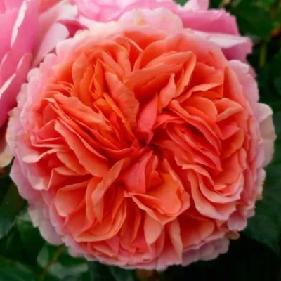 Саженцы роз ЧИППЕНДЕЙЛ чайно-гибридная — описание сорта Саженцы роз ЧИППЕНДЕЙЛ чайно-гибридная в Москве