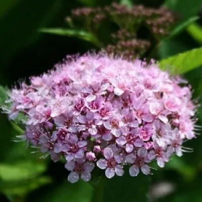 Спирея ПИНК СПАРКЛЕР в Москве