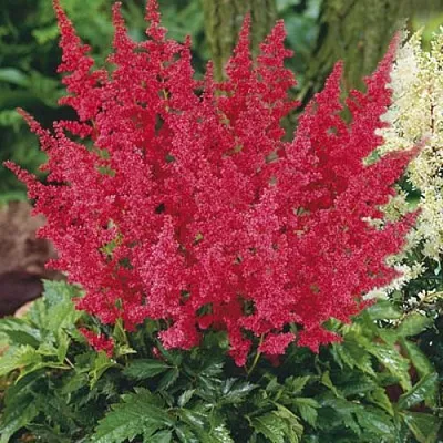 Астильба МОНТГОМЕРИ японская  Астильба МОНТГОМЕРИ японская в Москве