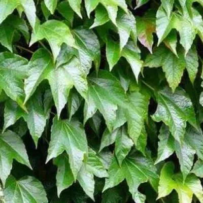 Девичий виноград тройчатый ВИЧИ — описание сорта Девичий виноград тройчатый ВИЧИ в Москве