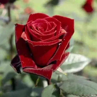 Саженцы роз ТАБУ чайно-гибридная  Саженцы роз ТАБУ чайно-гибридная в Москве