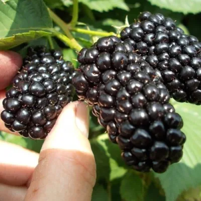 Ежевика НАТЧЕЗ бесшипная — описание сорта Ежевика НАТЧЕЗ бесшипная в Москве