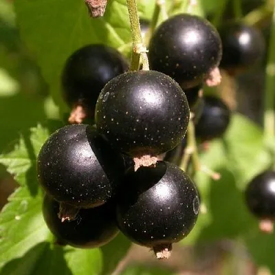 Саженцы смородины черной Бинар Саженцы смородины черной Бинар