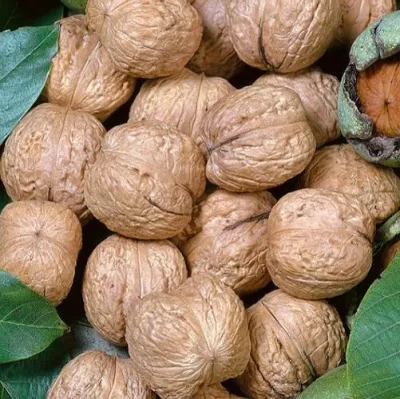 Грецкий орех ПРЕЗИДЕНТ — описание сорта Грецкий орех ПРЕЗИДЕНТ в Москве