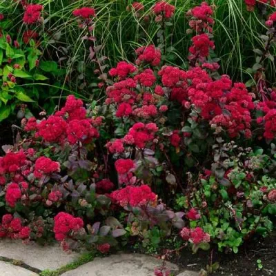 Очиток (седум) РЕД КАУЛИ — описание сорта Очиток (седум) РЕД КАУЛИ в Москве