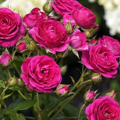 Саженцы роз БЕБИ КРИМСОН миниатюрная  Саженцы роз БЕБИ КРИМСОН миниатюрная в Москве