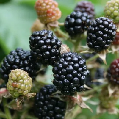 Ежевика ВОН бесшипная — описание сорта Ежевика ВОН бесшипная в Москве