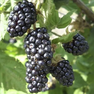 Ежемалина МАРИОН  Ежемалина МАРИОН в Москве