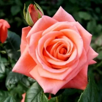 Саженцы роз ВАУ чайно-гибридная — описание сорта Саженцы роз ВАУ чайно-гибридная в Москве