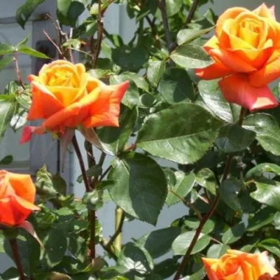 Саженцы роз ЛОВЕРС МИТИНГ чайно-гибридная — описание сорта Саженцы роз ЛОВЕРС МИТИНГ чайно-гибридная в Москве