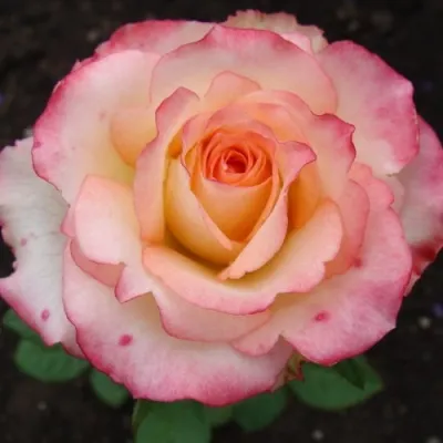 Саженцы роз ДУЭТ чайно-гибридная — описание сорта Саженцы роз ДУЭТ чайно-гибридная в Москве