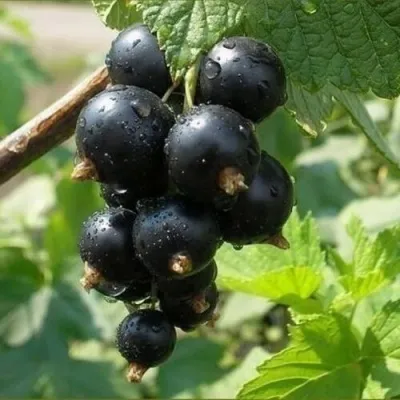 Смородина черная ПИГМЕЙ — описание сорта Смородина черная ПИГМЕЙ в Москве