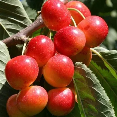 Черешня ГАСТИНЕЦ  Черешня ГАСТИНЕЦ в Москве