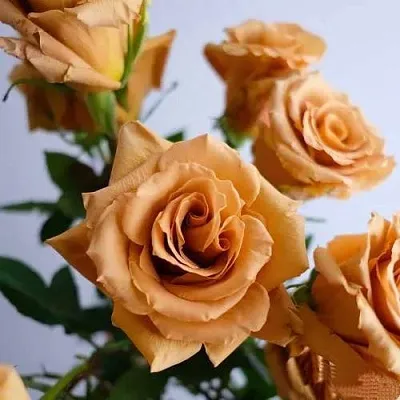 Саженцы роз ТОФФИ чайно-гибридная  Саженцы роз ТОФФИ чайно-гибридная в Москве