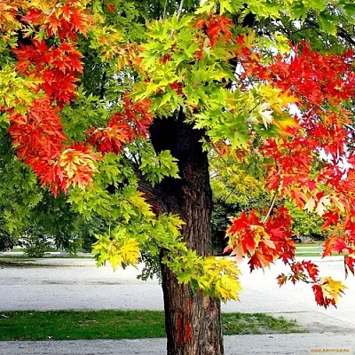 Клен  Клен в Москве