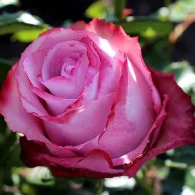 Саженцы роз ДИП ВОТЕР чайно-гибридная в Москве