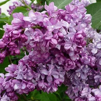 Сирень ГЕНЕРАЛ ПЕРШИНГ  Сирень ГЕНЕРАЛ ПЕРШИНГ в Москве