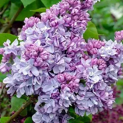 Сирень КАТЕРИНА ХАВЕМЕЙЕР  Сирень КАТЕРИНА ХАВЕМЕЙЕР в Москве