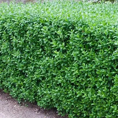 Бирючина обыкновенная АТРОВИРЕНС  Бирючина обыкновенная АТРОВИРЕНС в Москве