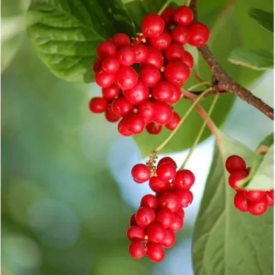 Лимонник ДЕБЮТ китайский — описание сорта Лимонник ДЕБЮТ китайский в Москве