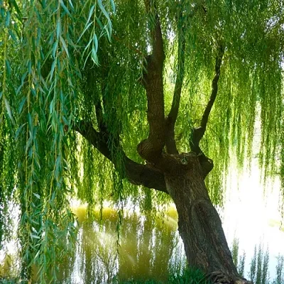 Ива  Ива в Москве