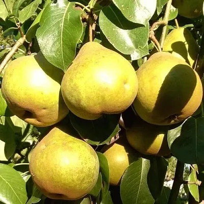 Груша ПЛАТОНОВСКАЯ  Груша ПЛАТОНОВСКАЯ в Москве