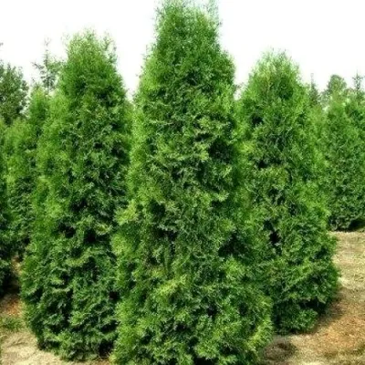 Туя ПИРАМИДАЛИС КОМПАКТА западная в Москве