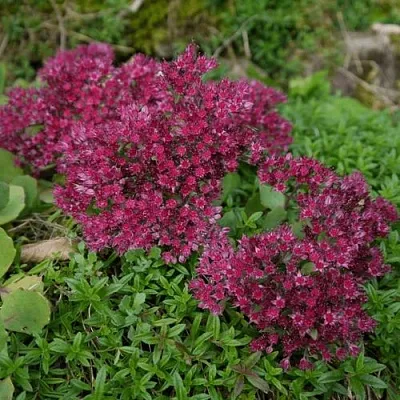 Очиток (седум) РУБИ ГЛОУ скальный  Очиток (седум) РУБИ ГЛОУ скальный в Москве