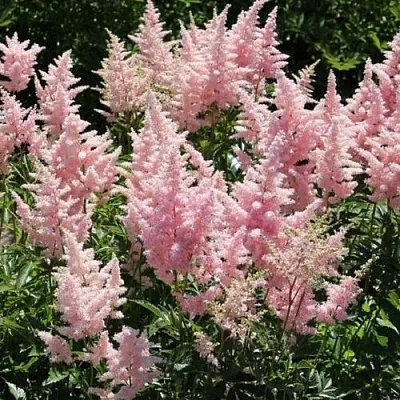 Астильба ГЛИТТЕР ЭНД ГЛАМУР китайская  Астильба ГЛИТТЕР ЭНД ГЛАМУР китайская в Москве