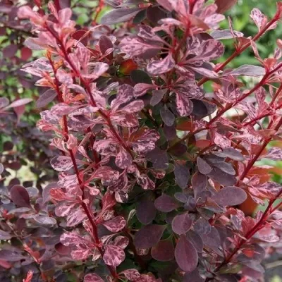 Барбарис РОУЗ ГЛОУ тунберга в Москве