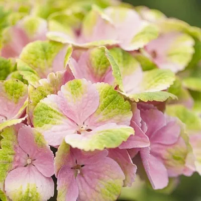 Гортензия МЭДЖИКАЛ КРИСТАЛЛ крупнолистная  Гортензия МЭДЖИКАЛ КРИСТАЛЛ крупнолистная в Москве