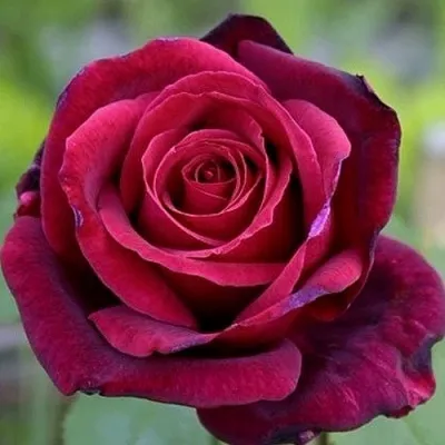 Саженцы роз ПАПА МЕЙЯН чайно-гибридная — описание сорта Саженцы роз ПАПА МЕЙЯН чайно-гибридная в Москве