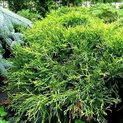 Кипарисовик ФИЛИФЕРА АУРЕА ВАРИЕГАТТА горохоплодный  Кипарисовик ФИЛИФЕРА АУРЕА ВАРИЕГАТТА горохоплодный в Москве