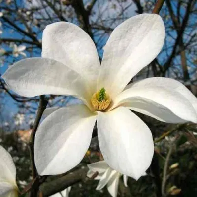 Магнолия КОБУС — описание сорта Магнолия КОБУС в Москве