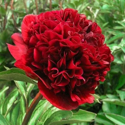 Пион РЕД ГРЕЙС травянистый — описание сорта Пион РЕД ГРЕЙС травянистый в Москве