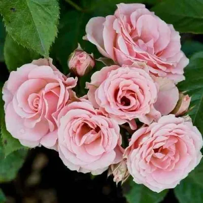 Саженцы роз КЛАССИК ЛИДИЯ спрей — описание сорта Саженцы роз КЛАССИК ЛИДИЯ спрей в Москве