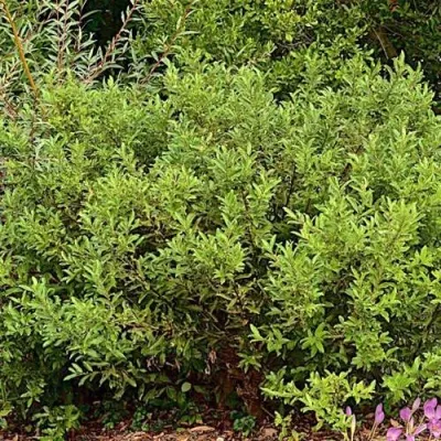 Ива МЕЛАНОСТАХИС тонкостолбиковая — описание сорта Ива МЕЛАНОСТАХИС тонкостолбиковая в Москве