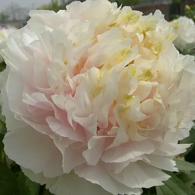 Пион ЗОЛОТОЙ ИЗУМРУД древовидный  Пион ЗОЛОТОЙ ИЗУМРУД древовидный в Москве