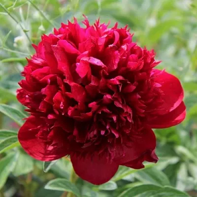 Пион РЕД МЭДЖИК травянистый  Пион РЕД МЭДЖИК травянистый в Москве
