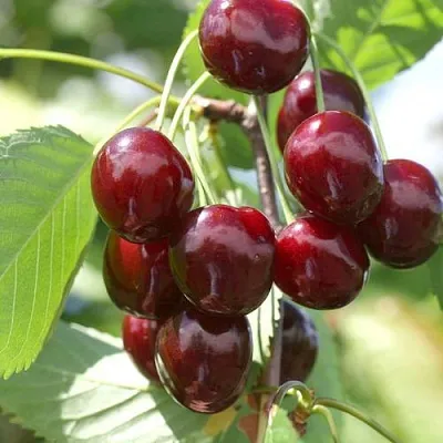 Черешня ОВСТУЖЕНКА  Черешня ОВСТУЖЕНКА в Москве