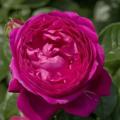 Саженцы роз АНУШКА чайно-гибридная — описание сорта Саженцы роз АНУШКА чайно-гибридная в Москве