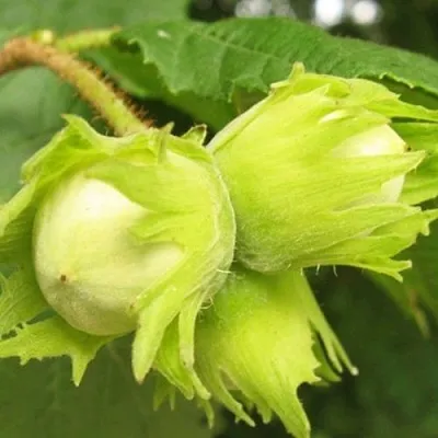 Фундук КАТАЛОНСКИЙ  Фундук КАТАЛОНСКИЙ в Москве