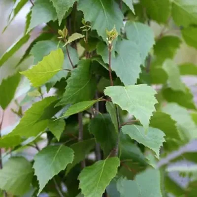 Береза ФАСТИГИАТА повислая  — описание сорта Береза ФАСТИГИАТА повислая  в Москве