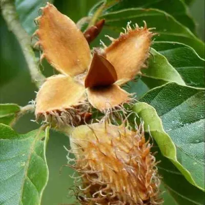 Бук обыкновенный — описание сорта Бук обыкновенный в Москве