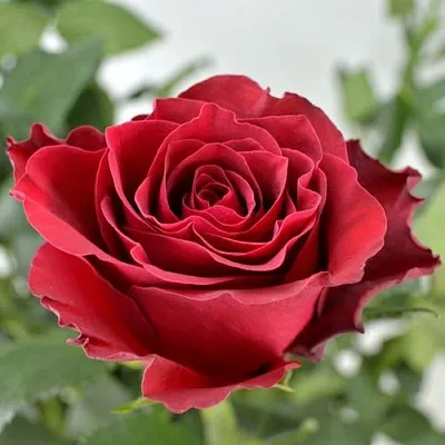 Саженцы роз РОДОС чайно-гибридная  Саженцы роз РОДОС чайно-гибридная в Москве