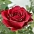 Саженцы роз РОДОС чайно-гибридная в Москве
