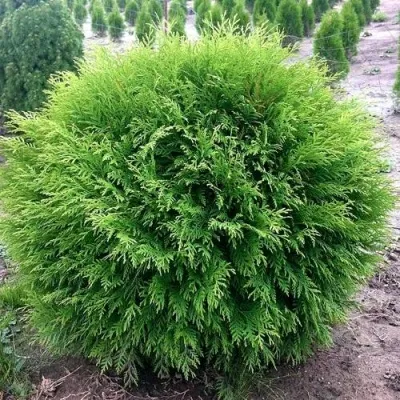 Туя ЛИТЛ ЧЕМПИОН западная — описание сорта Туя ЛИТЛ ЧЕМПИОН западная в Москве