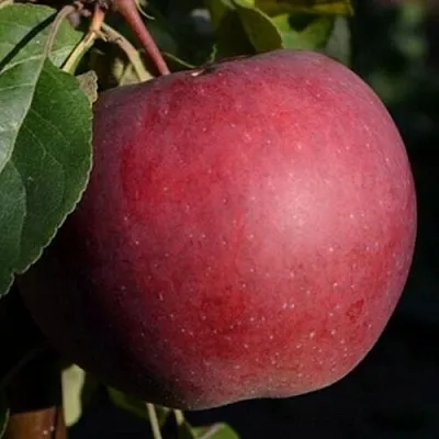 Яблоня БЕЛОРУССКОЕ СЛАДКОЕ  Яблоня БЕЛОРУССКОЕ СЛАДКОЕ в Москве